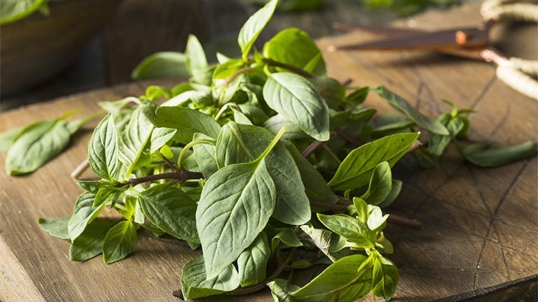 Cách dùng húng quế chữa tiểu đêm nhiều lần hiệu quả 1