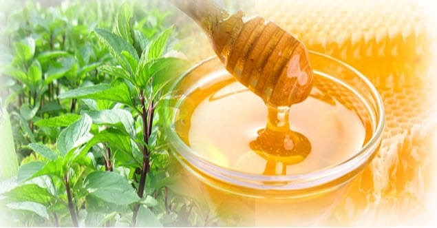 Cách dùng húng quế chữa tiểu đêm nhiều lần hiệu quả