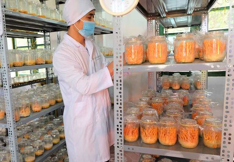 Cách nhận biết đông trùng hạ thảo bị mốc 5