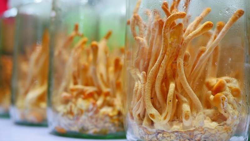 Cách nhận biết đông trùng hạ thảo bị mốc 3