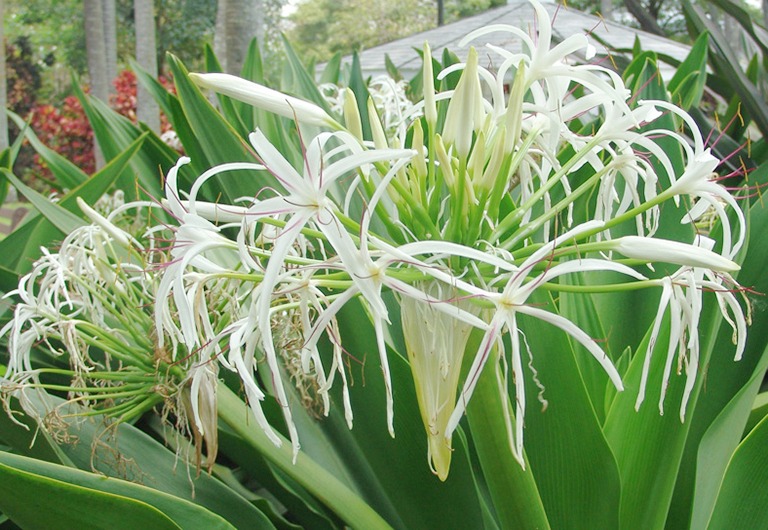 Cây đại tướng quân hoa trắng nở thành từng cụm