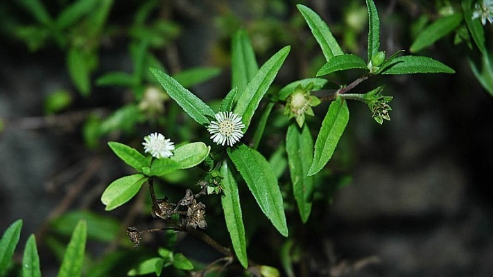 Cành lá nhọ nồi có màu đỏ tía hơn lá sài đất