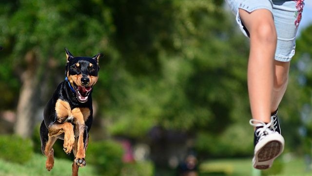 cach-so-cuu-khi-bi-cho-can-truoc-khi-den-benh-vien 3.jpg