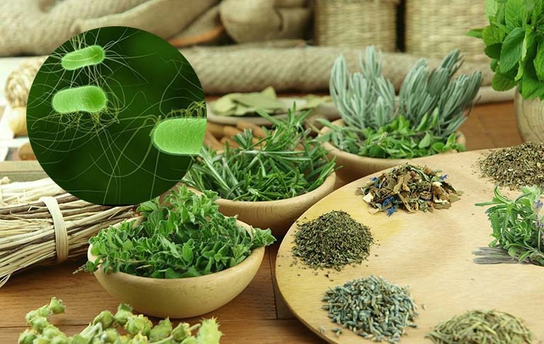 Cách tiêu diệt vi khuẩn HP tận gốc an toàn không nên bỏ qua 4