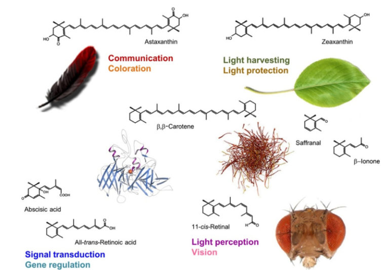 Carotenoid là gì? Carotenoid có chức năng chống oxy hóa-1
