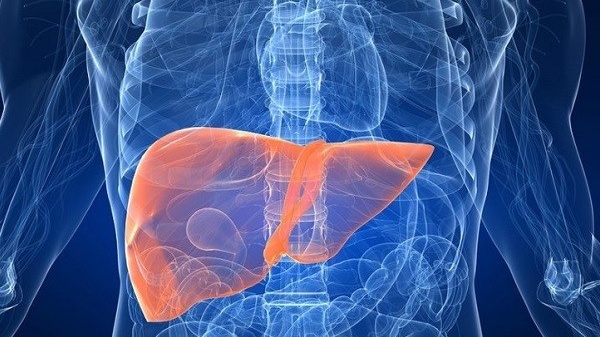 cau-tao-cua-gan-nhu-the-nao-nhung-dieu-can-biet-ve-gan 2