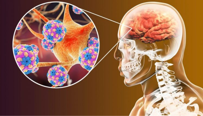 cau-tao-cua-mang-nao-gom-nhung-phan-nao-4