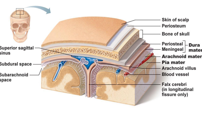cau-tao-cua-mang-nao-gom-nhung-phan-nao-3