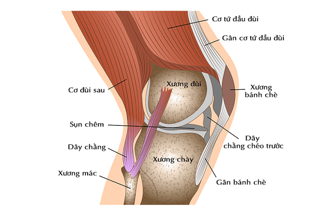 Cấu tạo khớp gối và chức năng của khớp gối đối với cơ thể 1