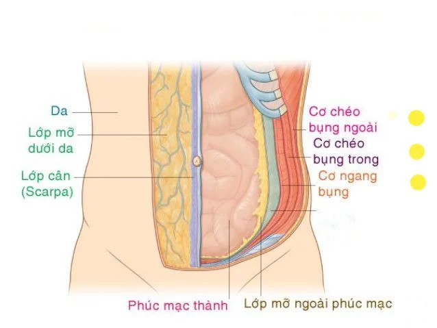 Cấu tạo và chức năng của các lớp thành bụng 1