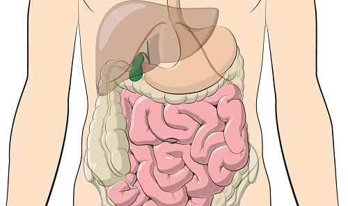Cấu tạo và chức năng của các lớp thành bụng 4