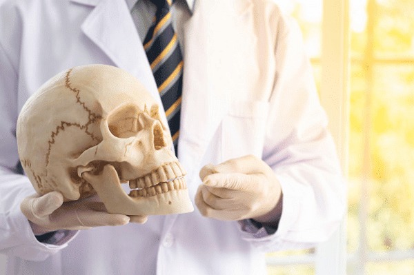 cau-truc-giai-phau-xuong-ham-tren 2.jpg