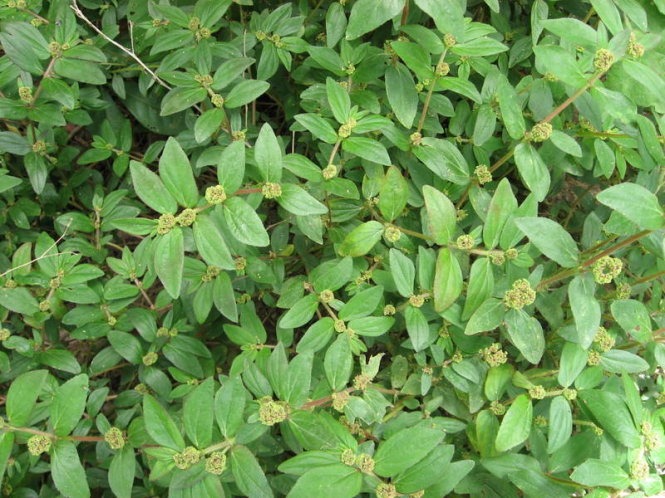 Cây cỏ sữa trị xương khớp được không? Cây cỏ sữa có tác dụng gì?2