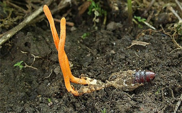 Đông trùng hạ thảo là gì