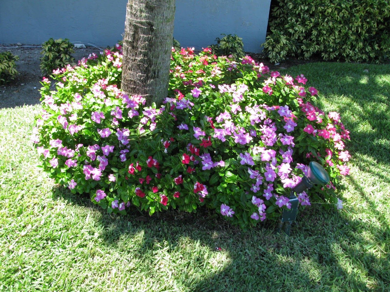 Dừa cạn làm thuốc