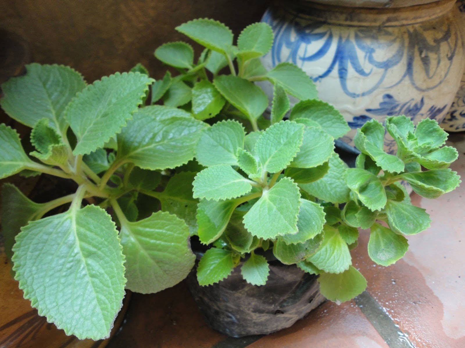 Cây húng chanh ăn sống được không? Có công dụng thế nào? 1