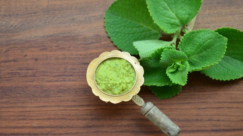 Cây húng chanh ăn sống được không? Có công dụng thế nào? 2