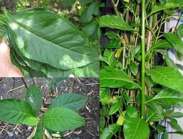 Cây mật gấu chữa xương khớp có khỏi bệnh hay không?