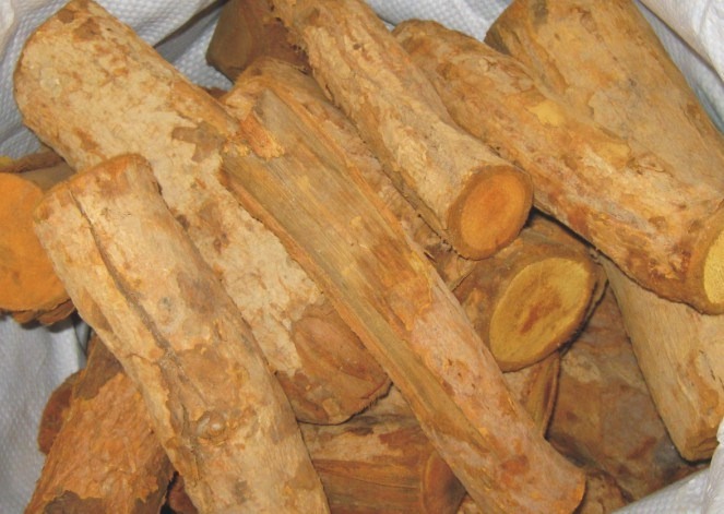 Cây mật gấu chữa xương khớp có khỏi bệnh hay không?