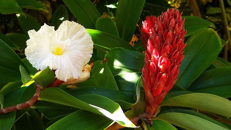 Cây mía dò có tác dụng gì? Các bài thuốc trị bệnh từ cây mía dò 3