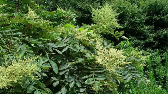 Cây muối: Công dụng và những bài thuốc tốt cho sức khoẻ 1