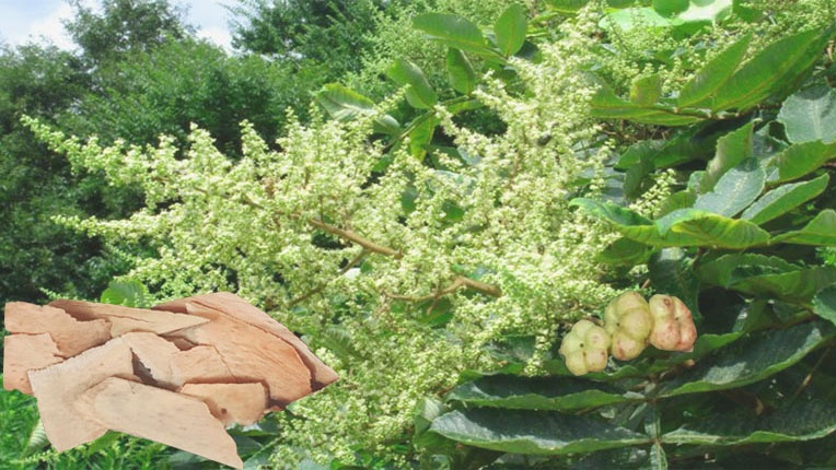 Cây muối: Công dụng và những bài thuốc tốt cho sức khoẻ 3