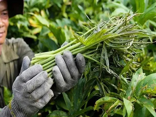 Cây mướp gai: Đặc điểm, công dụng và bài thuốc từ thảo dược quý 5