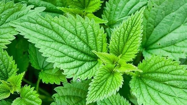 Cây nàng hai là gì? Tác dụng của cây nàng hai?