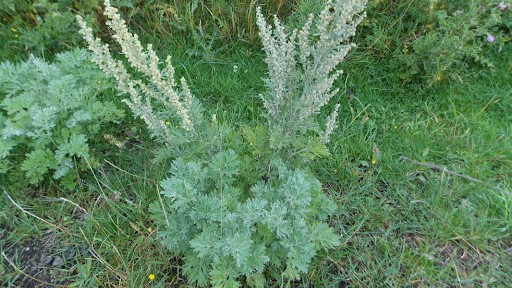 Cây ngải tây: Loại cây quen thuộc có nhiều tác dụng chữa bệnh 3