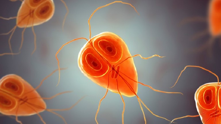 Cây ngải tây: Loại cây quen thuộc có nhiều tác dụng chữa bệnh 5