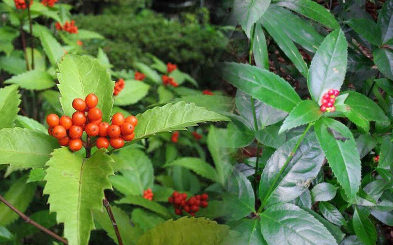 vị thuốc sói rừng