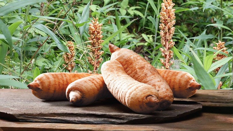 Cây thiên ma có tác dụng gì đối với cơ thể? 1