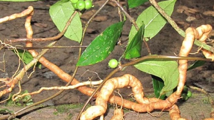 4 cây thuốc nam bổ thận tráng dương các anh nên tham khảo 2