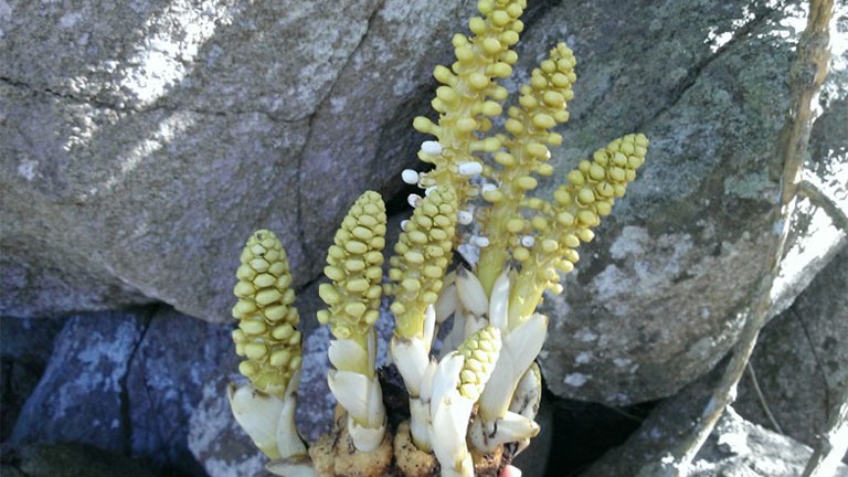 4 cây thuốc nam bổ thận tráng dương các anh nên tham khảo 3