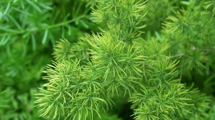 Gợi ý cây thuốc nam chữa bệnh ra mồ hôi nhiều 2