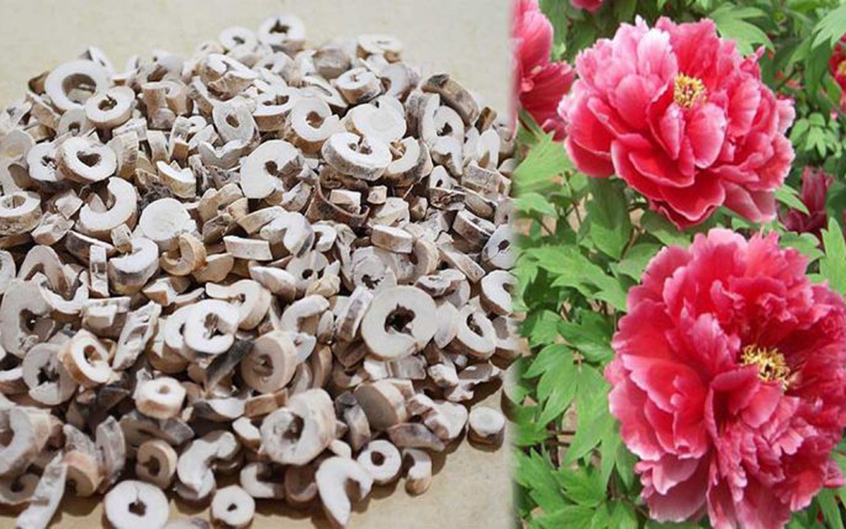 Vỏ rễ Mẫu đơn bì