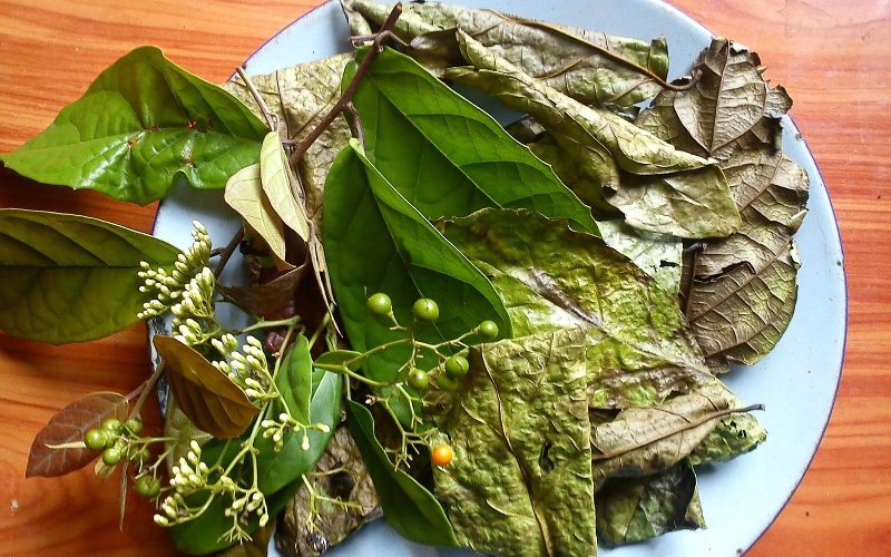 Cây xạ đen trị bệnh gì? Hướng dẫn bài thuốc dùng xạ đen trị bệnh hiệu quả 4