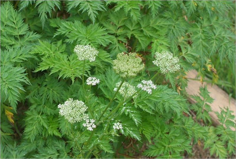 Cây xuyên khung là gì? Xuyên khung có tác dụng gì? 1