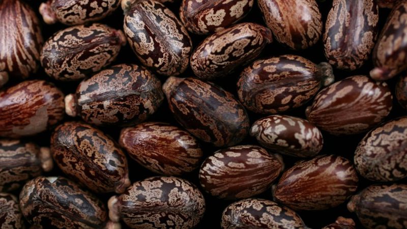 Chất độc ricin là gì và cách phòng tránh nhiễm độc 1