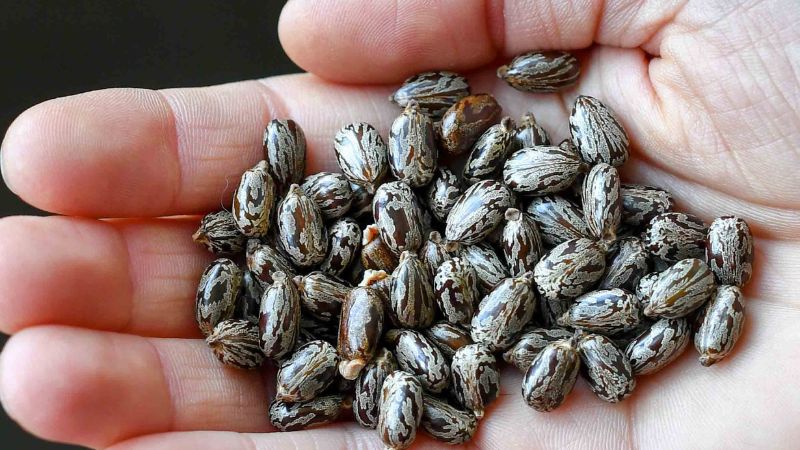 Chất độc ricin là gì và cách phòng tránh nhiễm độc 4