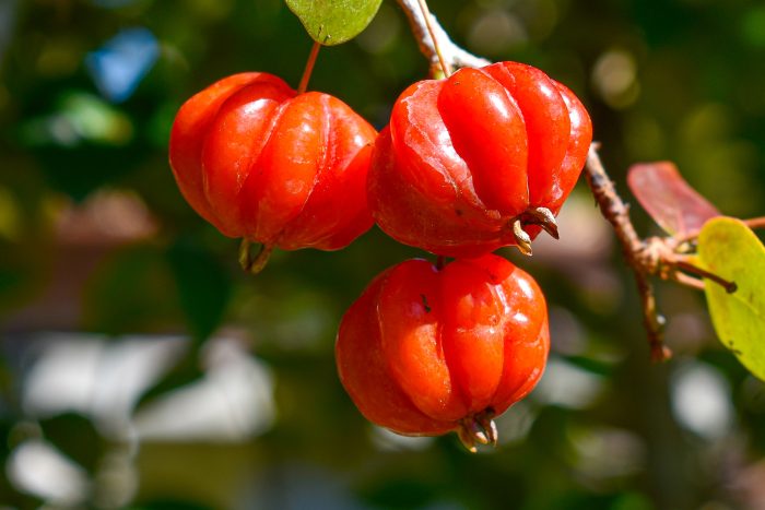 cherry-surinam=thanh-phan-dinh-duong-va-loi-ich-suc-khoe 3.jpg