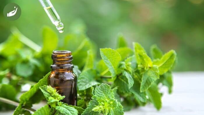 Chiết xuất bạc hà dùng trong mỹ phẩm là gì? Để làm gì? 3