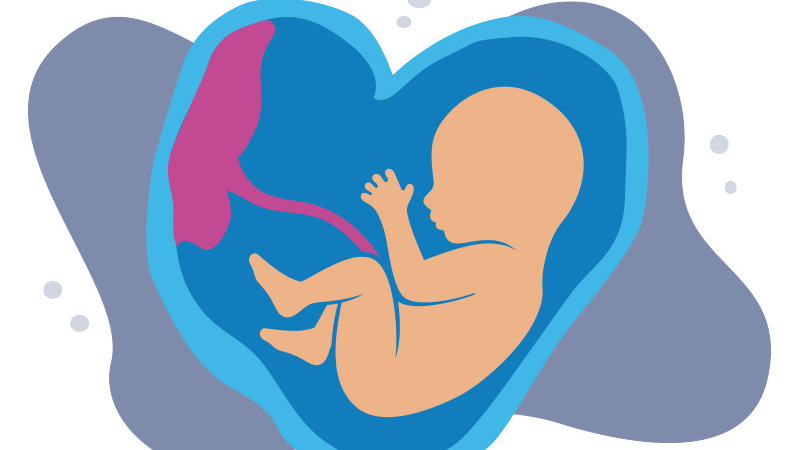 Chiều dài xương đùi thai nhi theo tuần và một số yếu tố ảnh hưởng mẹ cần biết2