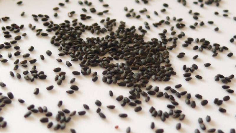 Hạt é mang lại giá trị dinh dưỡng cao vì chứa nhiều khoáng chất tốt cho sức khỏe