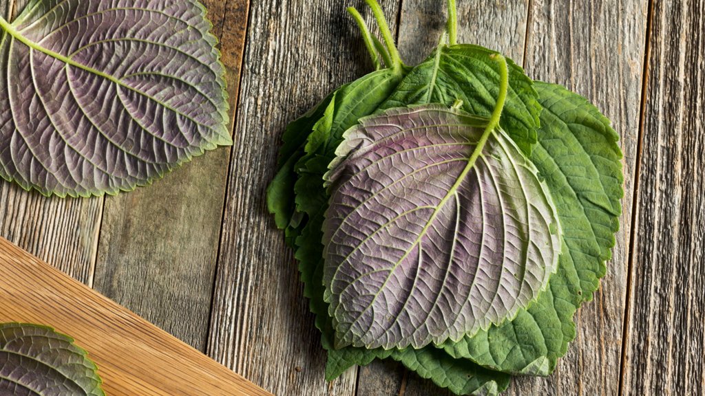 chua-sui-mao-ga-bang-la-tia-to-co-hieu-qua-khong 3