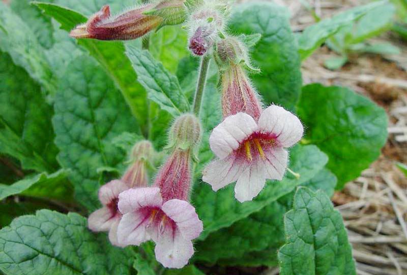 Chữa thoái hóa khớp háng bằng đông y như thế nào? 3