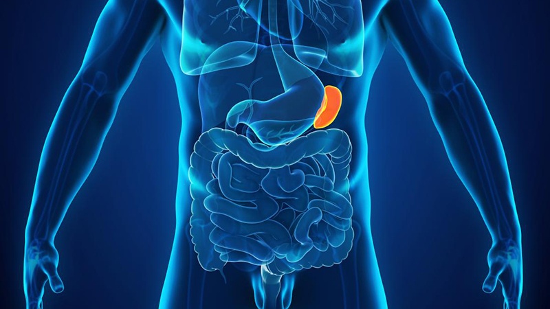 Chức năng và vai trò của hệ bạch huyết miễn dịch 2