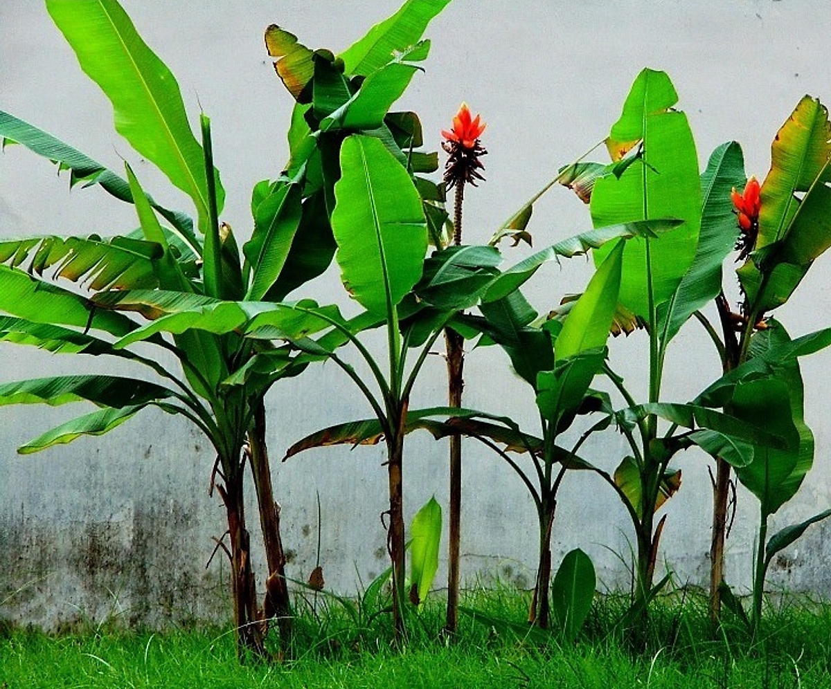 Cây Chuối hột rừng