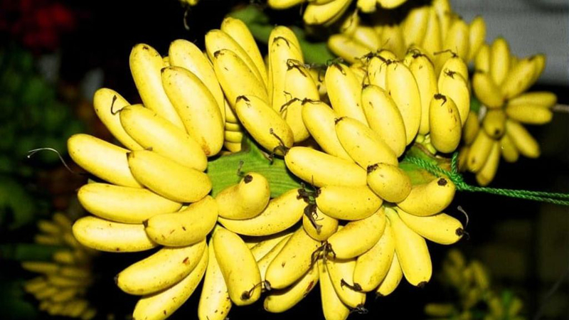 chuoi-cau-bao-nhieu-calo-loi-ich-suc-khoe-cua-chuoi-cau 4.jpg