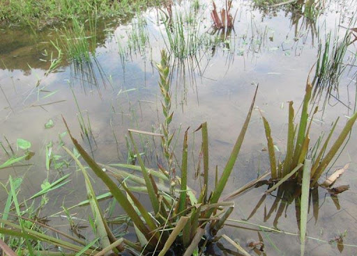 cỏ đuôi lươn 1